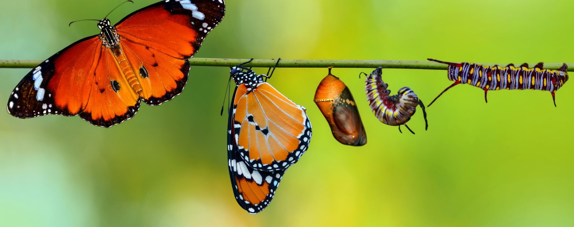 Canva Image - metamorphosis kupu - kupu