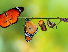 Canva Image - metamorphosis kupu - kupu